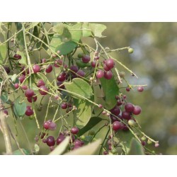 Tandborste trädfrön (Salvadora persica) 2.25 - 1