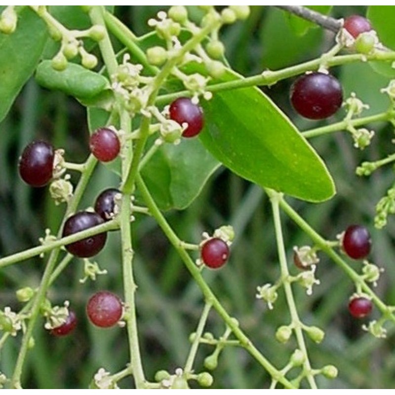 Sementes da árvore de escova de dentes (Salvadora persica) 2.25 - 7