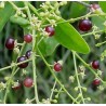 Sementes da árvore de escova de dentes (Salvadora persica)