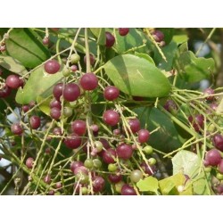 Drvo Cetkica za Zube Seme (Woody) (Salvadora persica) 2.25 - 5