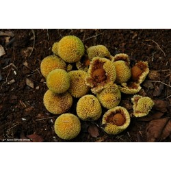 Burflower-Tree, Laran Seeds (Neolamarckia cadamba) 2.35 - 4