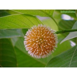 Burflower-Tree, Laran Samen (Neolamarckia cadamba) 2.35 - 7