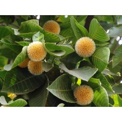 Burflower-Tree, Laran Samen (Neolamarckia cadamba) 2.35 - 8
