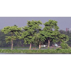 Burflower-Tree, Laran Samen (Neolamarckia cadamba) 2.35 - 10