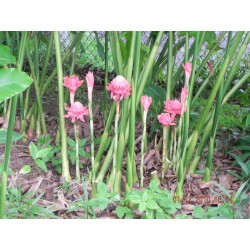 Semi di Commestibile Rose Giganti Indonesiane (Etlingera elatior) 1.85 - 4