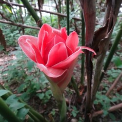 Semi di Commestibile Rose Giganti Indonesiane (Etlingera elatior) 1.85 - 5