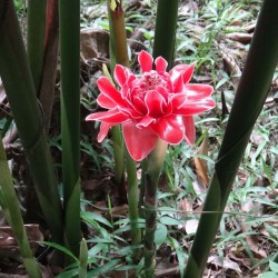 Semi di Commestibile Rose Giganti Indonesiane (Etlingera elatior) 1.85 - 6