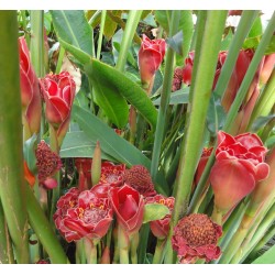 ScoutSeed ROTE Fackel Ingwer Pflanze Blume Bonsai EXOTISCHE UND ESSBARE 100 Pcs Samen NEUE 2018 S 