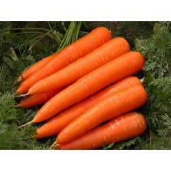 20g - 14.000 Semillas de zanahoria Danvers 8.5 - 2