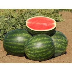 400 Watermelon Seeds "Crimson Sweet" 8.45 - 1