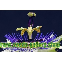 Graines Fleur De Passion Passiflora Ligularis