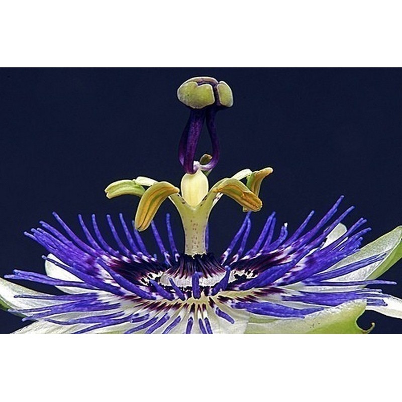 Passion Flower Seeds Passiflora ligularis | 1,75 €