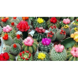 Graines De Cactus Mix 15 espèces différentes 2.25 - 1
