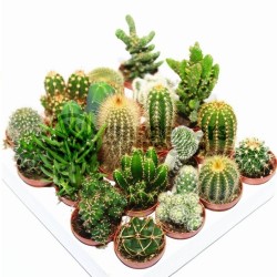 Sementes de Cactus Mix - Cactos Ornamentais 2.25 - 2