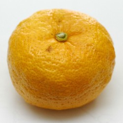 Semi di Yuzu Agrumi giapponesi -20 ° C (Citrus junos) 4.15 - 3