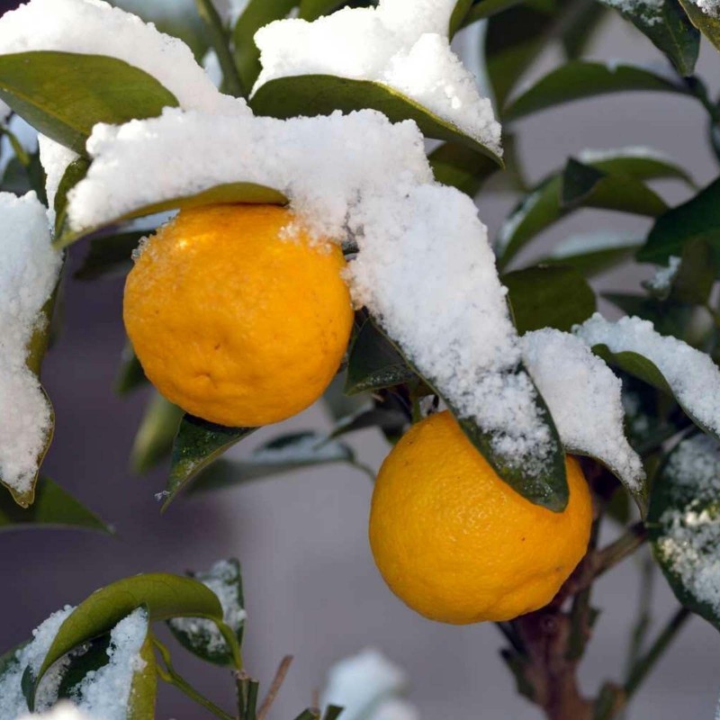 Yuzu Zitrone Samen Winterhart bis -20°C (Citrus junos) 4.15 - 1