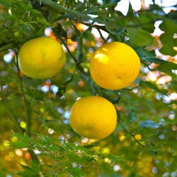 Sementes de Yuzu -20 ° C (Citrus junos) 4.15 - 7