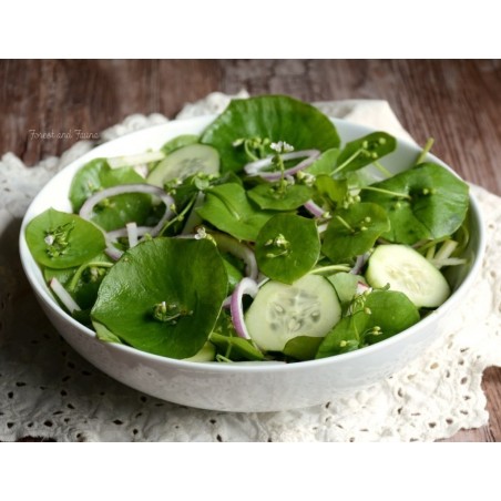 Semi Lattuga dei minatori o Portulaca Invernale (Claytonia perfoliata) | 1,95 €