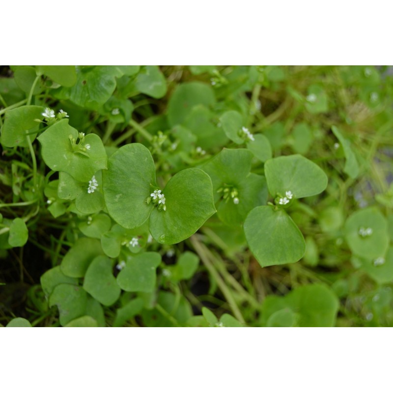 Sementes de beldroega de Inverno (Claytonia perfoliata | 1,95 €