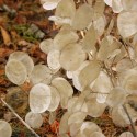 Honesty Silver Pennies Seeds (Lunaria annua)