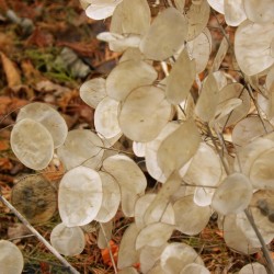 Sementes De Dolar De Prata (Lunaria annua) 2.5 - 1