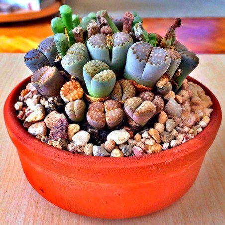 Lithops - Living stone Seeds - Price €1.95