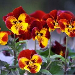 Semillas de Pensamiento (Viola tricolor) 1.85 - 1