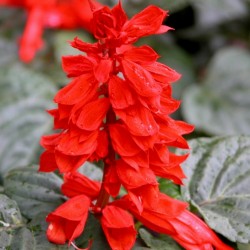 Sementes de Flor de Cardeal Anã Vermelha (Salvia splendens) 2 - 1