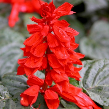 Scarlet Sage - Tropical Sage Seeds | €2.00