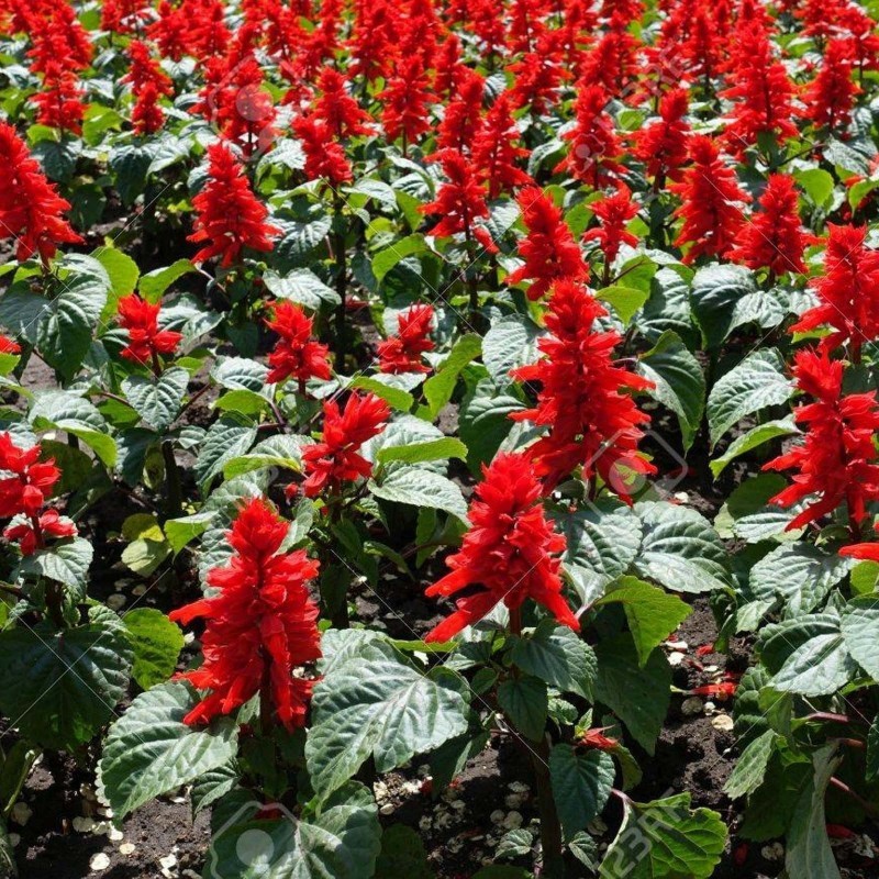 Scarlet Sage - Tropical Sage Seeds | €2.00