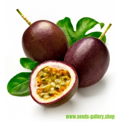 Passiflora Edulis Passion Flower-Passion Fruit Seeds