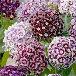 Semillas de CLAVEL DEL POETA flores comestibles 1.85 - 4