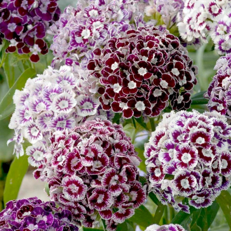 Σπόροι λουλουδιών Αγριογαρύφαλλο βρώσιμα λουλούδια 1.85 - 4