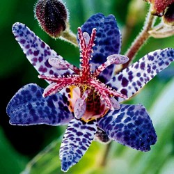 Toad Lily Seme 1.2 - 1
