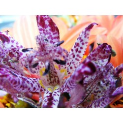 Toad Lily Seeds 1.2 - 2