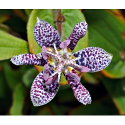 Toad Lily Seeds 1.2 - 3