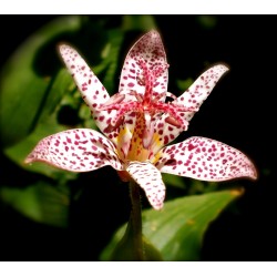 Toad Lily Seme 1.2 - 4
