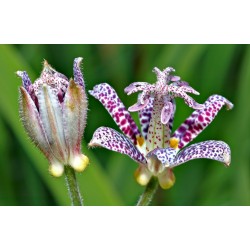 Toad Lily Seeds 1.2 - 6