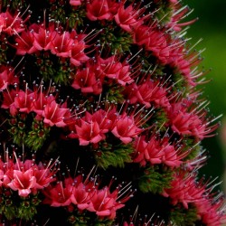 Graines Vipérine de Tenerife rouge (Echium wildpretii) 2.5 - 9