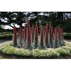 Sementes de Tower of Jewels vermelho (Echium wildpretii) 2.5 - 10