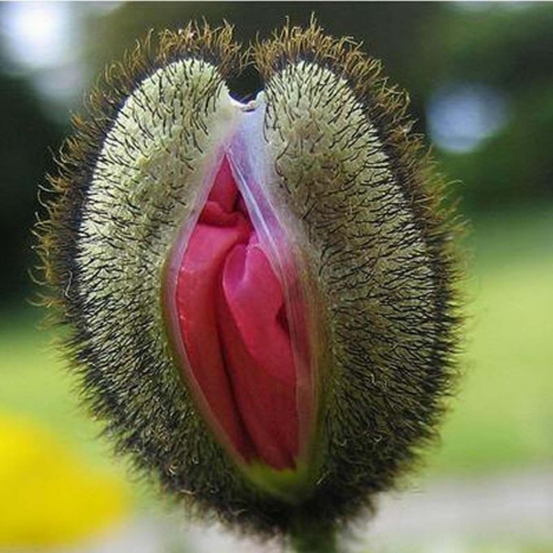 Sementes De Flores Vulva 5 - 4