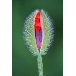 Sementes De Flores Vulva 5 - 1