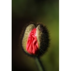 Sementes De Flores Vulva 5 - 2