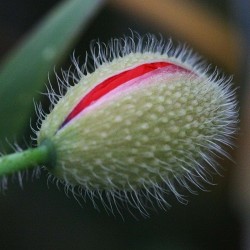 Sementes De Flores Vulva 5 - 3
