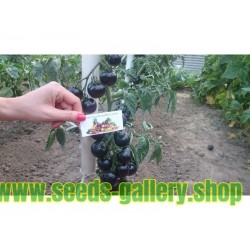 INDIGO ROSE Tomato Seeds