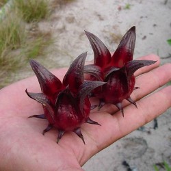 Roselle Seme (Hibiscus sabdariffa) 1.95 - 4
