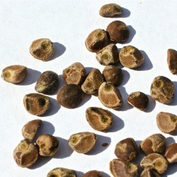 Hawaiian Baby Woodrose Seeds (Argyreia nervosa) 1.95 - 2