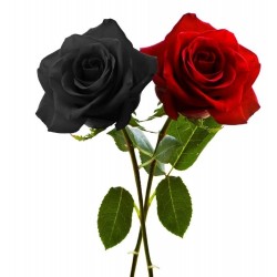 Frön Black Rose Sällsynta 2.5 - 4