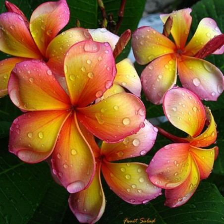 Plumeria Seeds ORANGE KARASIN | €9.95