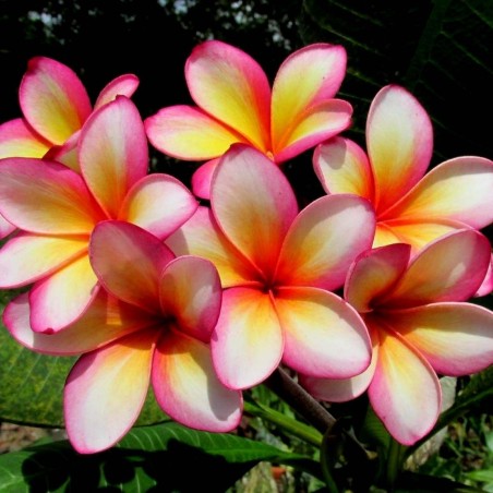Plumeria Seeds ORANGE KARASIN | €9.95